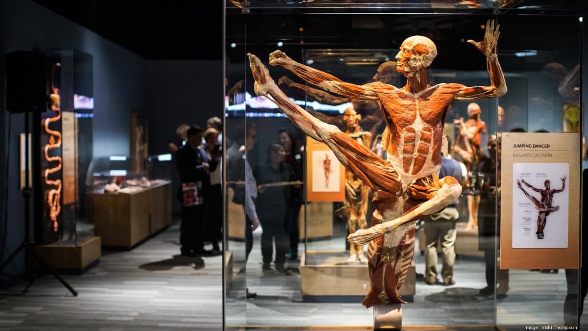 200+ Authentic Human Specimens
