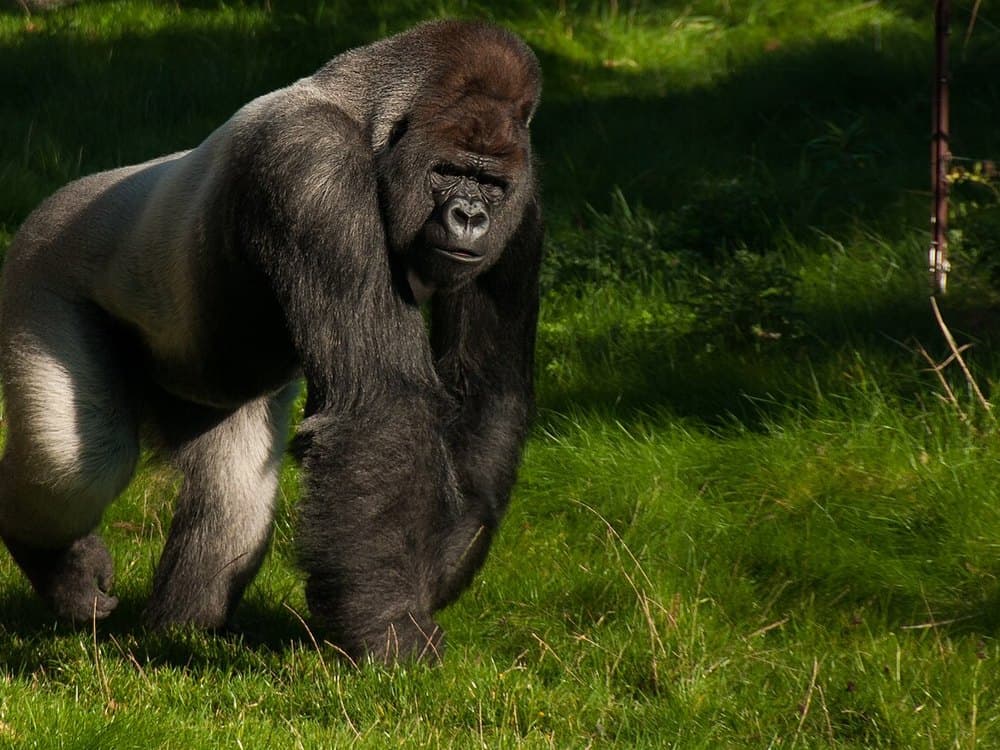 Meet the Gorilla Family