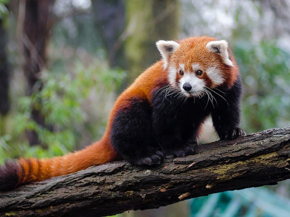 Red Pandas & Rare Species