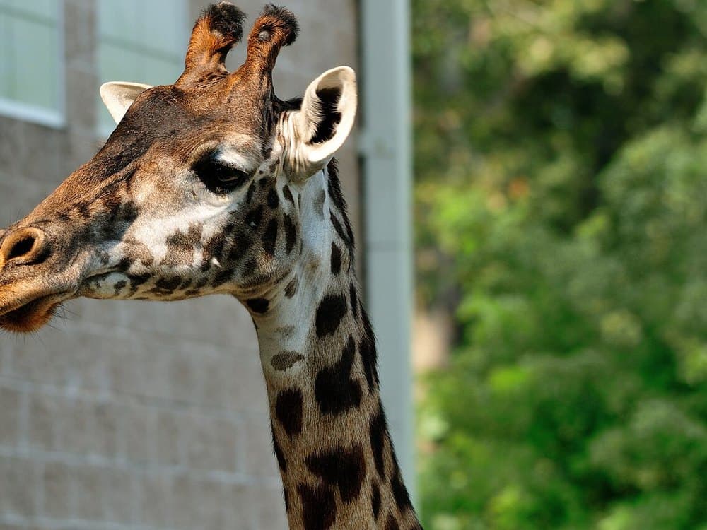 Eye-to-Eye on the Savanna